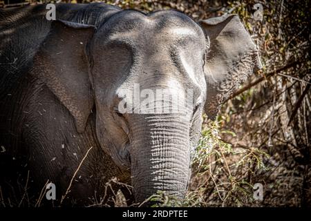 Sri Lanka Pimmawala, éléphants en Asie. superbes clichés d'éléphants dans le parc national de sri lanka yala Banque D'Images