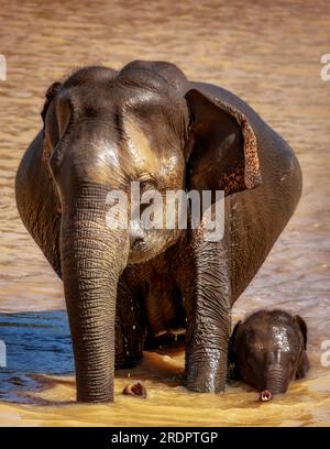 Sri Lanka Pimmawala, éléphants en Asie. superbes clichés d'éléphants dans le parc national de sri lanka yala Banque D'Images