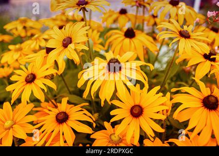 Echinacea orange dans le parc de la ville.saison estivale. Photo de haute qualité Banque D'Images