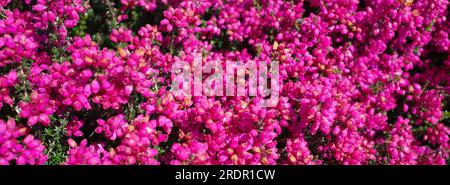Erica cinerea Rote Rosita possède de nombreuses fleurs magenta en été Banque D'Images