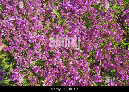 Le thymus serpyllum ou thym rampant pousse à l'état sauvage sur la Heide de Luenerburger en Allemagne Banque D'Images