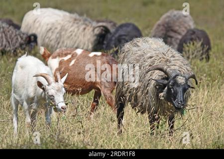 Un troupeau de moutons combiné avec des chèvres sur la lande de Lueneburg en Allemagne. Les moutons sont de la race Heidschnucke. La végétation est sèche. Il n'a pas rai Banque D'Images