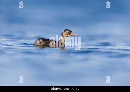 Petit grèbe Tachybaptus ruficollis, nage de poussins, Tolède, Espagne, juillet Banque D'Images