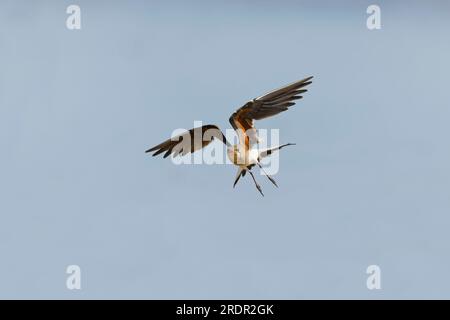 Collier pratincole Glareola pratincola, plumage adulte de reproduction volant, Tolède, Espagne, juillet Banque D'Images