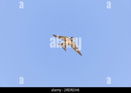 Hirondelle Hirundo rustica, juvénile sur le point d'attraper un insecte en vol, Tolède, Espagne, juillet Banque D'Images