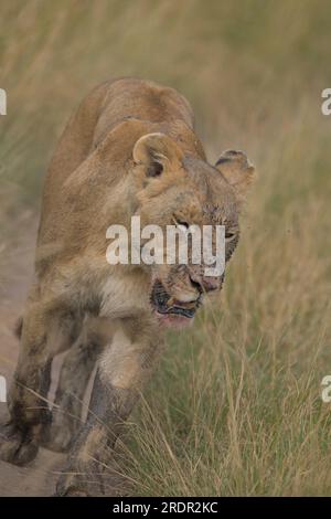 Lionne va merder des chiots après avoir participé à Buffalo Kill, Masai Mara, Kenya, Afrique Banque D'Images