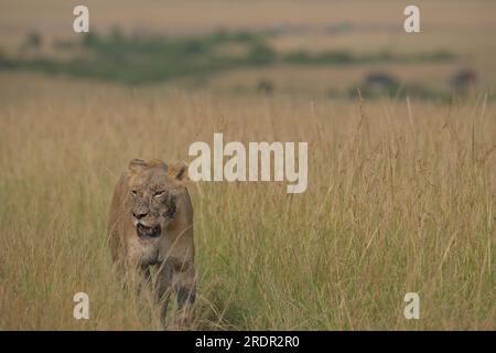 Lionne va merder des chiots après avoir participé à Buffalo Kill, Masai Mara, Kenya, Afrique Banque D'Images