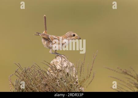 Woodchat shrike Lanius sénateur, juvénile perché sur pierre, Tolède, Espagne, juillet Banque D'Images