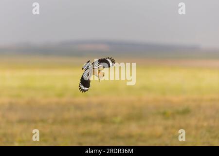 Hoopoe eurasien Upupa epops, vol adulte, Tolède, Espagne, juillet Banque D'Images