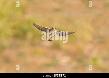 Woodchat shrike Lanius Senator, vol juvénile, Tolède, Espagne, juillet Banque D'Images