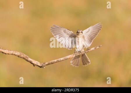 Woodchat shrike Lanius Senator, atterrissage juvénile sur la brindille, Tolède, Espagne, juillet Banque D'Images