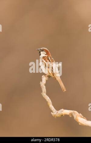 Moineau domestique passer domesticus, mâle adulte perché sur une branche, Tolède, Espagne, juillet Banque D'Images
