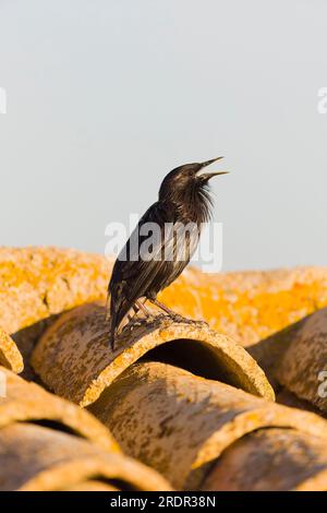 Sturnus unicolor, mâle adulte perché sur le toit chantant, Tolède, Espagne, juillet Banque D'Images