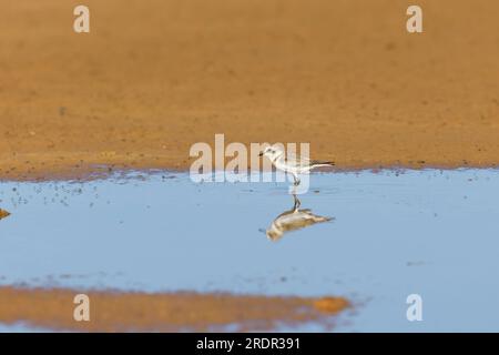 Pluvier kentiste Charadrius alexandrinus, échassier adulte, Tolède, Espagne, juillet Banque D'Images