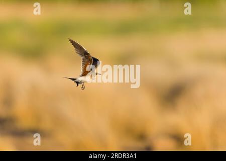 Collier pratincole Glareola pratincola, plumage adulte de reproduction volant, Tolède, Espagne, juillet Banque D'Images