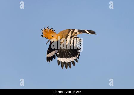 Hoopoe eurasien Upupa epops, vol adulte, Tolède, Espagne, juillet Banque D'Images