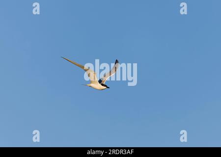 Sterne à bec de mouette Gelochelidon nilotica, plumage reproducteur adulte volant, Tolède, Espagne, juillet Banque D'Images