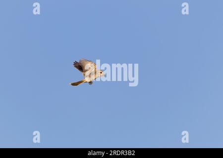 Woodchat shrike Lanius Senator, vol juvénile, Tolède, Espagne, juillet Banque D'Images