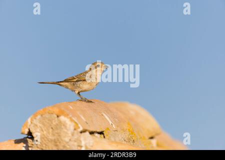 Woodchat shrike Lanius Senator, juvénile perché sur le toit d'une grange, Tolède, Espagne, juillet Banque D'Images