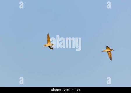 Ponceuse à bois Tringa glareola, 2 adultes en vol, Tolède, Espagne, juillet Banque D'Images