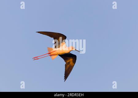 Pilotis à ailes noires Himantopus himantopus, adulte volant, Tolède, Espagne, juillet Banque D'Images
