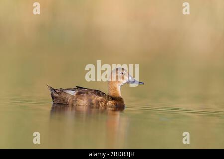 Pochard commun Aythya ferina, nage féminine adulte, Tolède, Espagne, juillet Banque D'Images