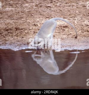 Un singe vervet (Chlorocebus pygerythrus) buvant dans la réserve de gibier uMkhuze (également orthographié Mkhuze, Mkuze ou Mkuzi), une réserve de gibier dans le nord du Zululand, i. Banque D'Images