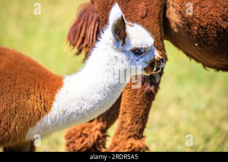 Quel grand alpaga, mignon petit animal photographié en Hongrie, bébé alpaga Banque D'Images