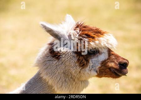 Quel grand alpaga, mignon petit animal photographié en Hongrie, bébé alpaga Banque D'Images