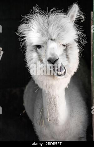 Quel grand alpaga, mignon petit animal photographié en Hongrie, bébé alpaga Banque D'Images