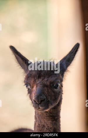 Quel grand alpaga, mignon petit animal photographié en Hongrie, bébé alpaga Banque D'Images