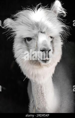 Quel grand alpaga, mignon petit animal photographié en Hongrie, bébé alpaga Banque D'Images