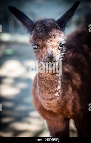 Quel grand alpaga, mignon petit animal photographié en Hongrie, bébé alpaga Banque D'Images