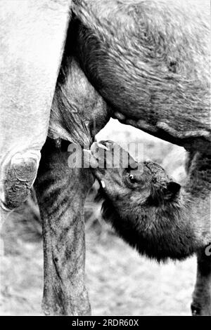 Vieux vintage des années 1900 photo en noir et blanc de veau de chameau indien allaitant Rajasthan Inde Banque D'Images
