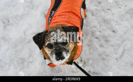 Un petit chien plus âgé avec une veste orange et la tête enneigée regarde vers le haut en question. Le chien est un bouffon, un croisement entre le chiot et le beagle Banque D'Images