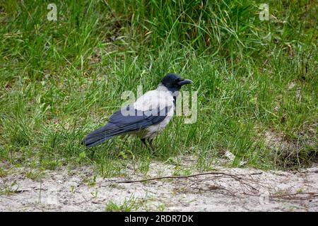 Image d'un corbeau à capuchon animal à plumes sur herbe verte Banque D'Images