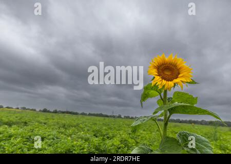 Duisburg, Allemagne. 23 juillet 2023. Un seul tournesol fleurit dans un champ à Düsseldorf, des nuages sombres dans le ciel. Les habitants de Rhénanie-du-Nord-Westphalie doivent se préparer aux jours de pluie. Crédit : Christoph Reichwein/dpa/Alamy Live News Banque D'Images