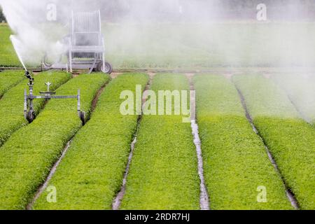 Duisburg, Allemagne. 23 juillet 2023. L'eau d'un système d'irrigation est soufflée par le vent fort au-dessus d'un champ. Les habitants de Rhénanie-du-Nord-Westphalie doivent se préparer aux jours de pluie. Crédit : Christoph Reichwein/dpa/Alamy Live News Banque D'Images