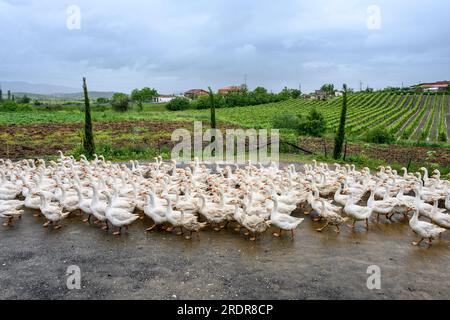 Oies sur la ferme agrotouristique de Mrizi à Fishte dans le comté de Lezhe, près de Shkodra, dans le nord de l'Albanie. Banque D'Images