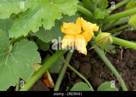 Fleurs fraîches de courgettes avec bébé courgettes attaché dans le jardin et journée ensoleillée Banque D'Images