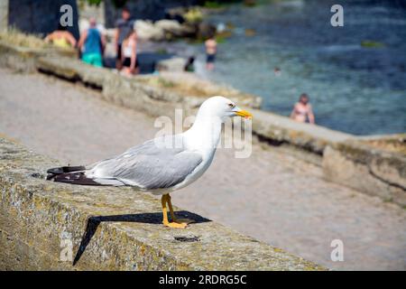 Un goéland à pattes jaunes (Larus michahellis) assis près de la plage par une journée ensoleillée en été à Burgas, Bulgarie. Banque D'Images