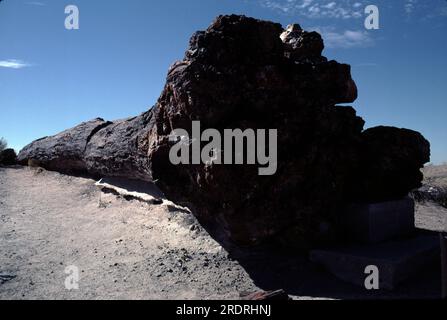 Forêt pétrifiée, AZ 86028-2217. ÉTATS-UNIS TRÉSOR DU TRIAS le Parc National de la Forêt pétrifiée est l'un des meilleurs endroits au monde pour voir les fossiles de la fin du Trias. Les vestiges de forêts préhistoriques, aujourd’hui pétrifiés, les fossiles de plantes et d’animaux, et les artefacts nous ont beaucoup appris sur cette belle terre sauvage, mais il y a beaucoup à apprendre. Banque D'Images