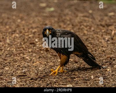 Oiseau Caracara strié Banque D'Images