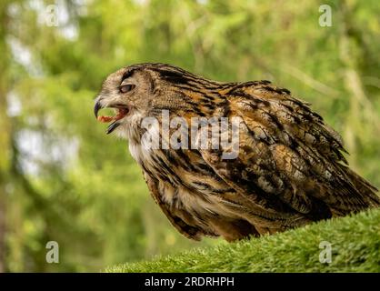 Grand portrait Owl Banque D'Images
