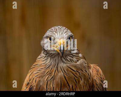 Portrait de cerf-volant rouge (Milvus milvus) Banque D'Images