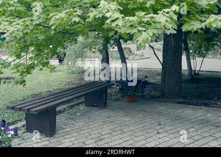 Un banc en bois se dresse sur des dalles de pavage sous un grand érable dans un parc naturel. L'érable caduque recouvre le banc de feuilles. Photo de haute qualité Banque D'Images