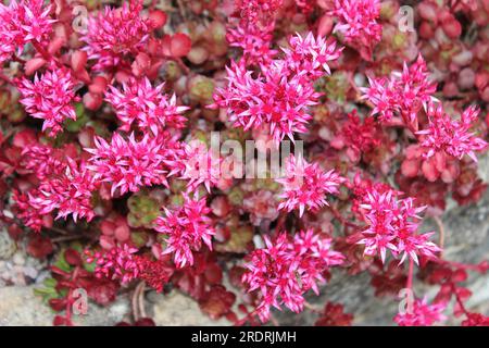 Sedum spirium 'Dragons Blood' alias Stonecrop caucasien Banque D'Images