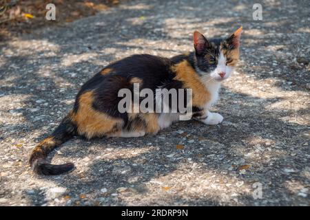 Chat Calico. Banque D'Images