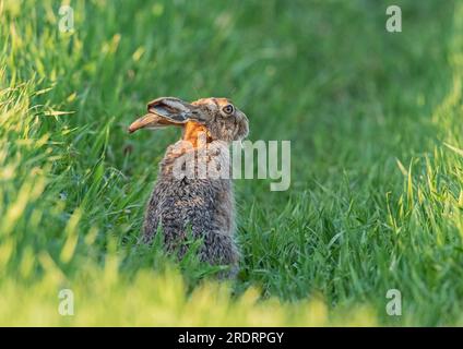 Gros plan d'un lièvre brun sauvage ( Lepus europaeus) mis en valeur par le soleil. Assis dans la récolte des agriculteurs de cultiver l'avoine. Suffolk, Royaume-Uni Banque D'Images