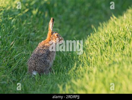 Gros plan d'un lièvre brun sauvage ( Lepus europaeus) mis en valeur par le soleil. Assis dans la récolte des agriculteurs de cultiver l'avoine. Suffolk, Royaume-Uni Banque D'Images